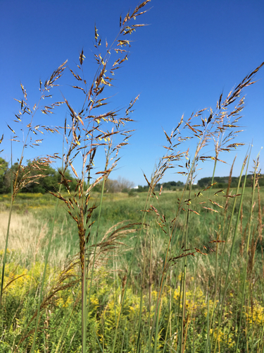 Indiangrass (representative photo)