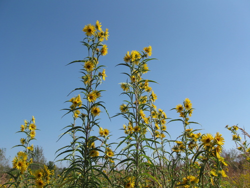 Maximilian sunflower (representative photo)