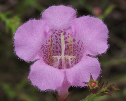 Prairie false foxglove (representative photo)