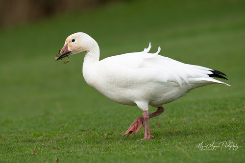 Snow Goose (representative photo)