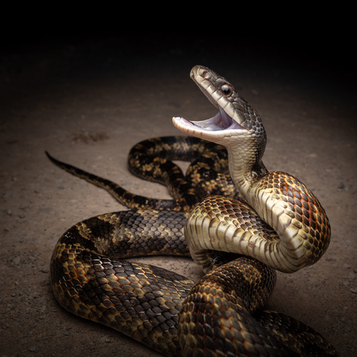 Texas ratsnake (representative photo)